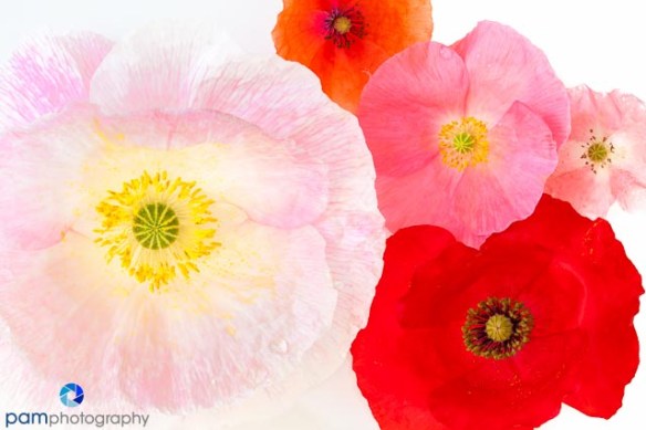 1405_MFA_Flowers_014