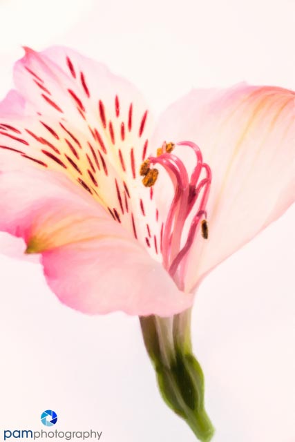 1405_MFA_Flowers_004-Edit