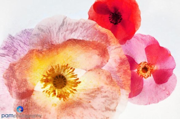 1405_MFA_Flowers_022_DAP_Pastels