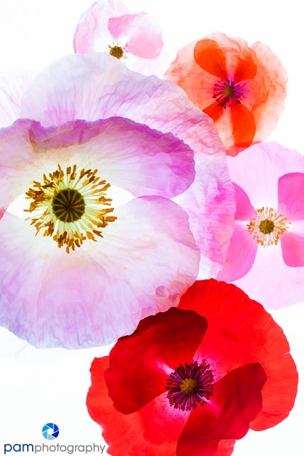 1405_MFA_Flowers_024-Edit-2-Edit