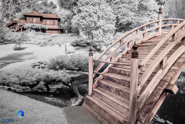 Photographing the Huntington Gardens in&nbsp;Infrared