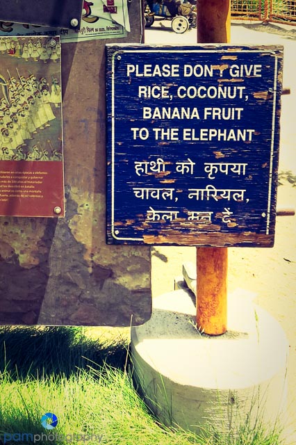 1305_PSA_Animals_218