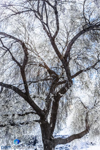 Photographing at Public&nbsp;Gardens