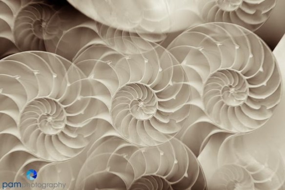 Natualis Shell through a Prism