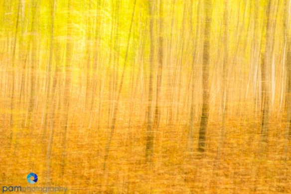 Abstract image of trees with fall color