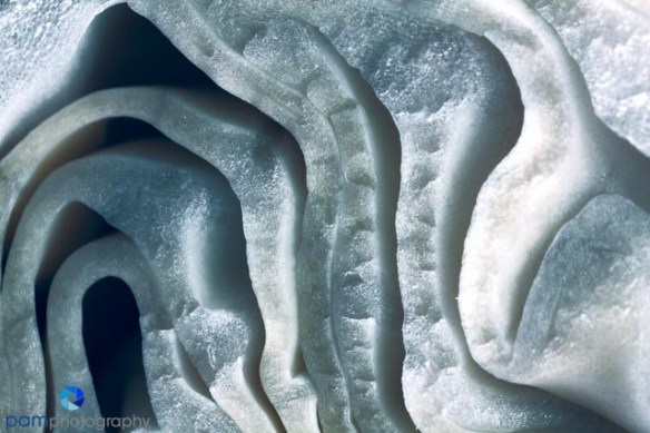 Photograph of a cabbage close-up