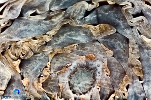 Gritty cabbage abstract