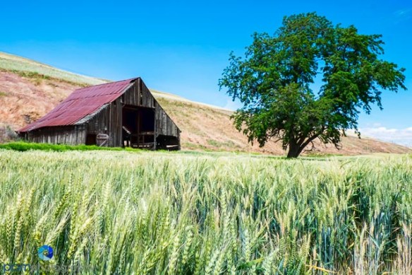 Before - Barn in Palouse Region of Washington