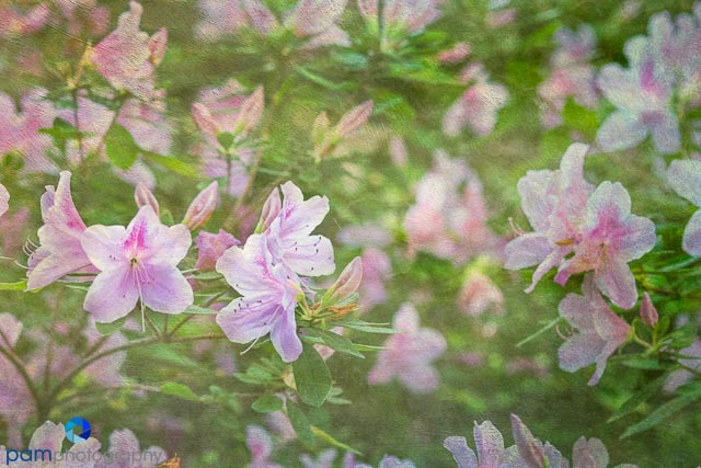 Photography Project:  Textured image of&nbsp;azaleas