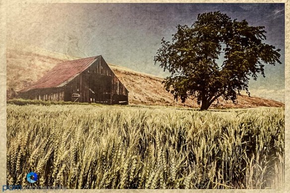 Vintage postcard of old barn in Palouse Washington
