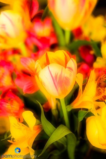Photography Project: Photographing&nbsp;Tulips