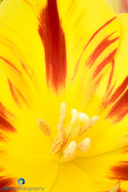 1504_MFA_Flowers_022