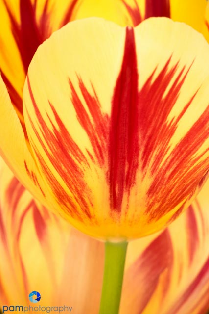 Red and Yellow tulip abstracts