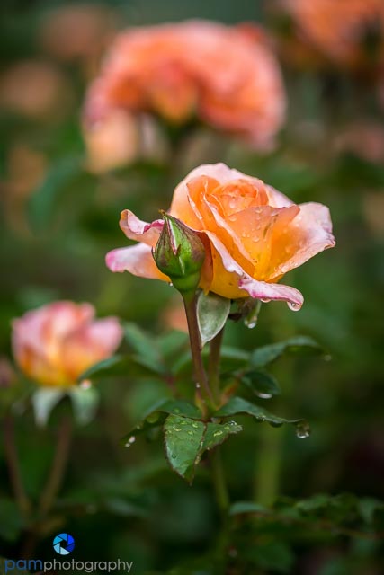 Orange rose with rose bud
