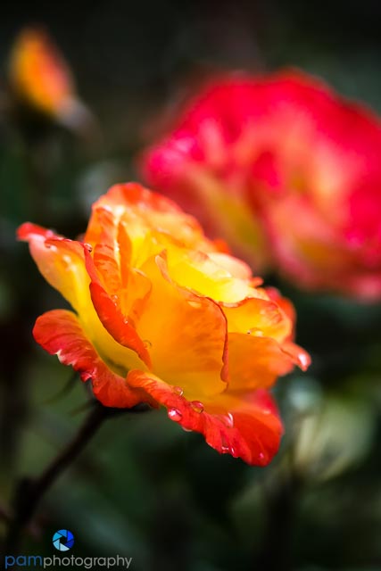 Yellow and red rose with water drops