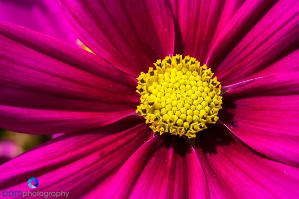 Magenda and yellow cosmos