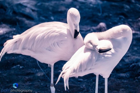 Flamingo Couple