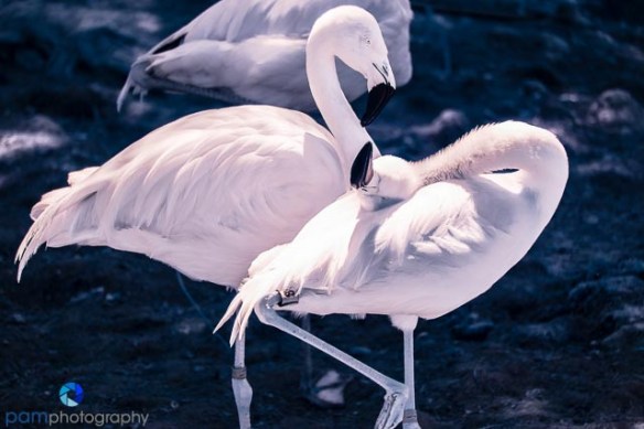 Flamingo Couple