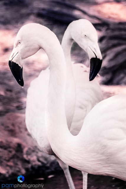 Flamingo couple