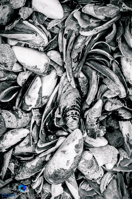 1505_MFA_Olympic_0575