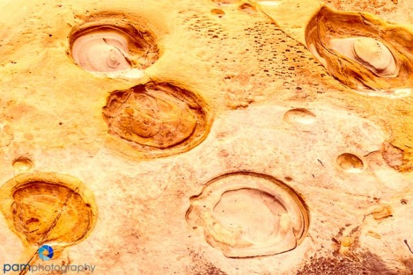 Natural Abstract #4 Point Lobos