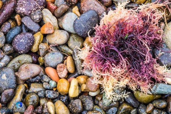 Beach pebbles with kelp
