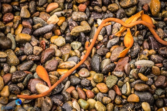 Beach pebbles with kelp