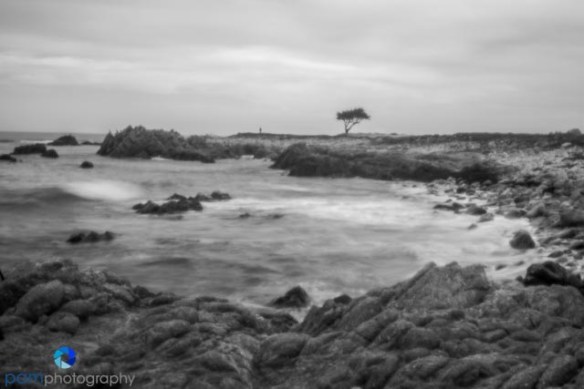 Pinhole photography - cypress tree with ocean