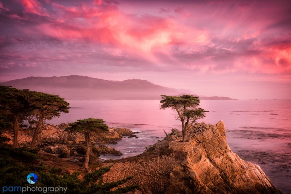Lone Cypress sunet
