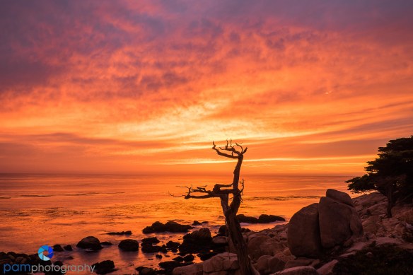 1509_PSA_Pebble Beach_448