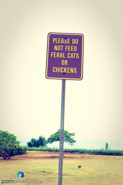 This must be why feral cats don't eat feral chickens