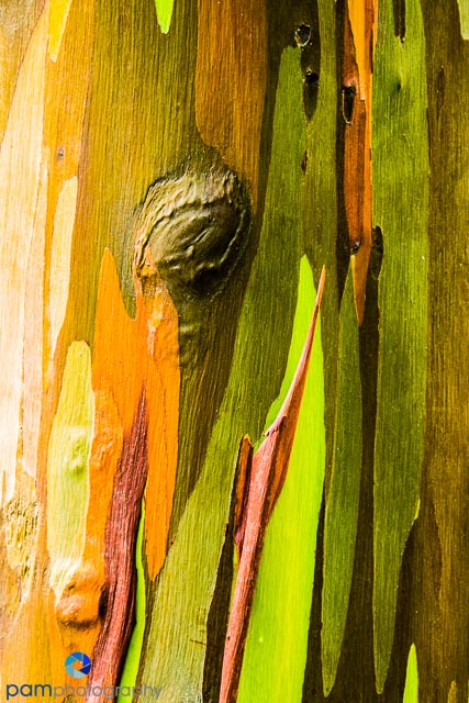 Photography Project: Natural&nbsp;Abstracts