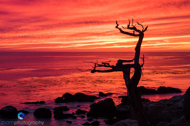 The Lone Cypress and 17 Mile&nbsp;Drive