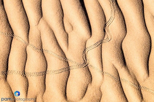 sand dunes with snake tracks