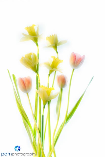 Daffodils and Tulips