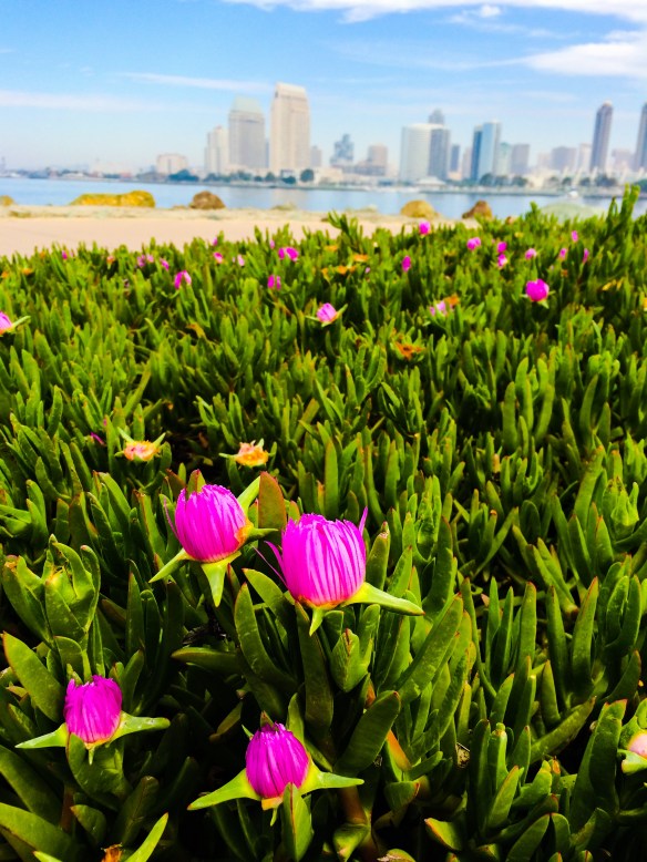 San Diego Skyline with Flowers