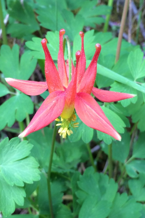Red Columbine