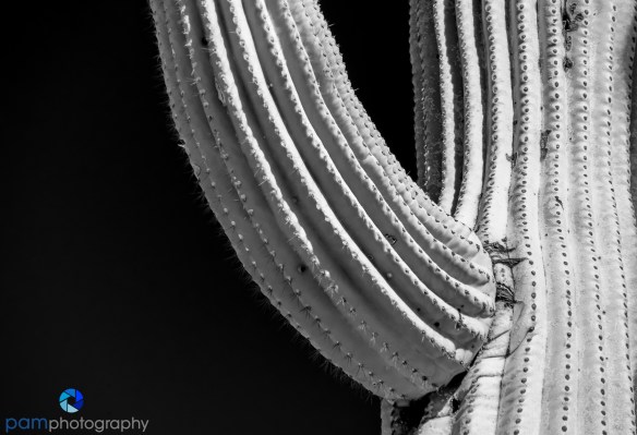 1604_MFA_Arizona_Infrared_011