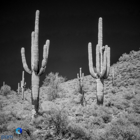 1604_PSA_Arizona_Infrared_078