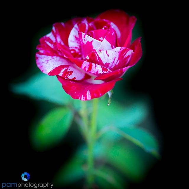 Square Roses from the Huntington&nbsp;Gardens