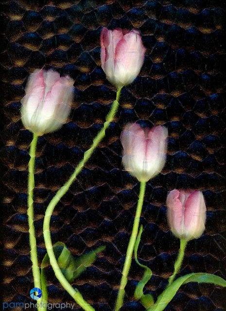 1602_MFA_Scanography_003