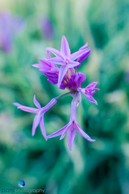 1608_MFA_lensbaby_117