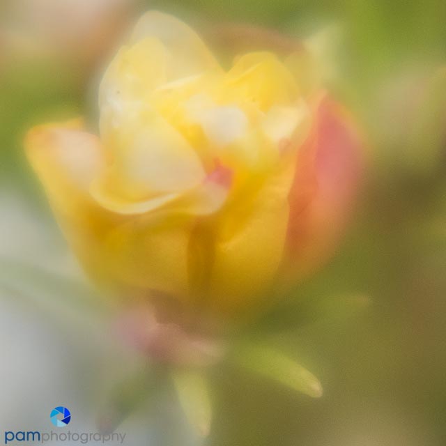 1608_MFA_lensbaby_519