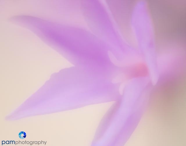 1608_MFA_lensbaby_540