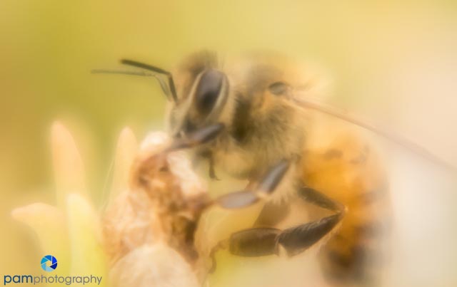 1608_MFA_lensbaby_569