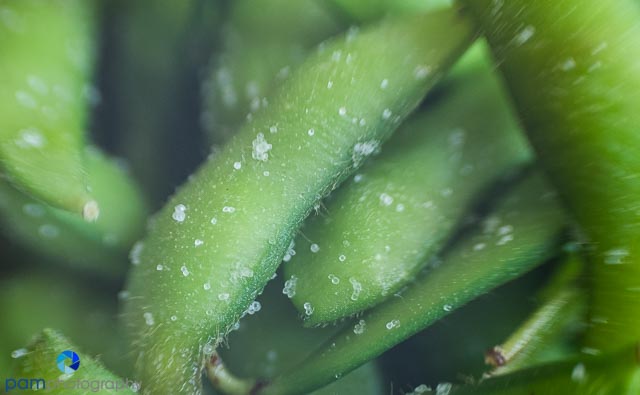 1608_MFA_lensbaby_596