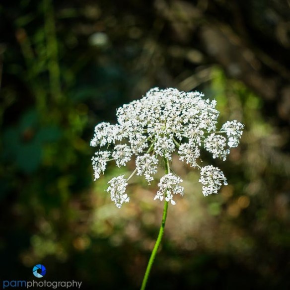 1609_psa_healdsburg_071