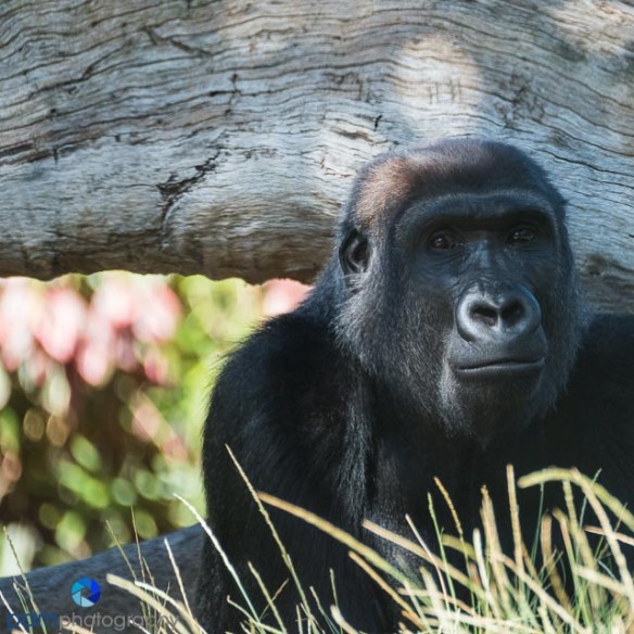 1610_psa_zoo_263-edit