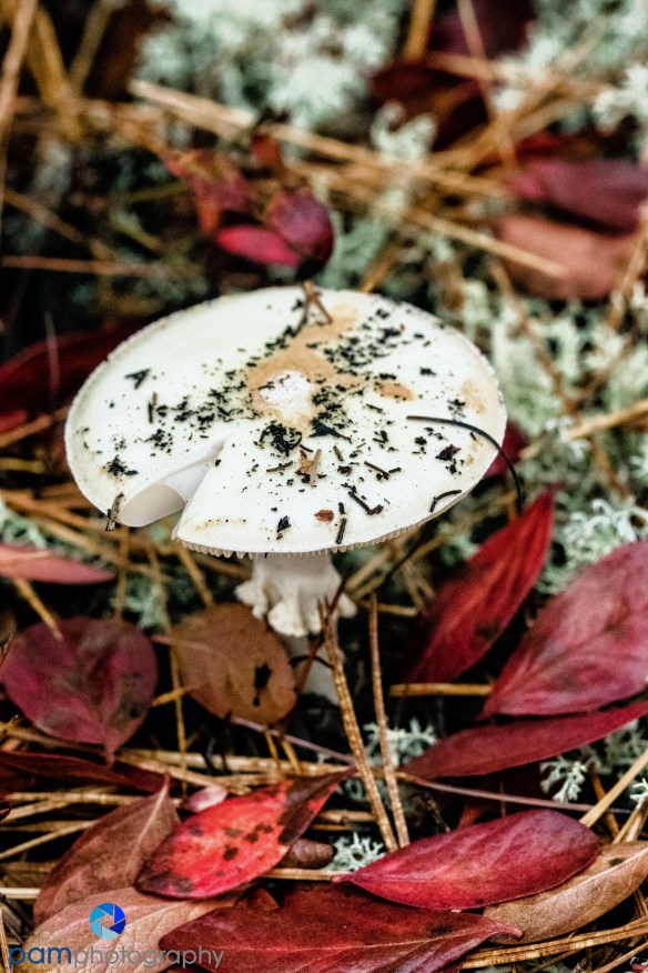 1610_mfa_maine_818-edit