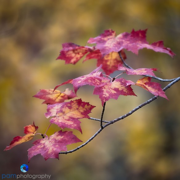1610_psa_maine_730-edit-edit
